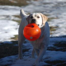 Labrador Retrievers from Belle Isle
