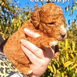 Cavatappi - Poodle puppy from Nine Pines Poodles