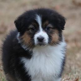 Australian Shepherd Puppies from Silverbrook Australian Shepherds