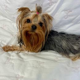 Kiwi - Blue and gold female Yorkshire Terrier puppy in Seattle, Washington from 🎀 Yorkies Boutique Babydolls 🎀