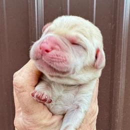 Kris - Yellow male Labrador Retriever puppy in Sullivan, Missouri from O’Dell Labs