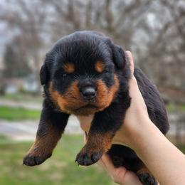 Male 3 Vom Jager Haus - Black and mahogany male Rottweiler puppy in Reynoldsburg, Ohio from Vom Jager Haus Rottweilers