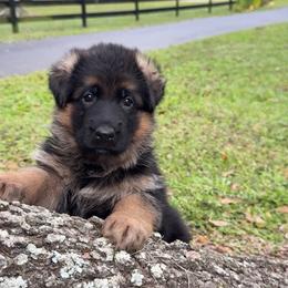 Purple Collar - Black and red female German Shepherd puppy in Micanopy, Florida from Von Bourbon Shepherds