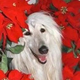 Afghan Hounds from Winterberry Afghan Hounds