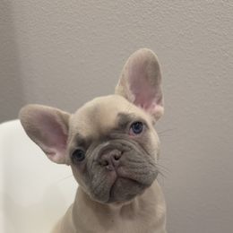 French Bulldog Puppies from Kim Ontiveros