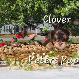 Yorkshire Terrier Puppies from Peters Pups Yorkshire Terriers