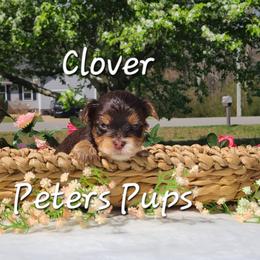 Yorkshire Terrier Puppies from Peters Pups Yorkshire Terriers
