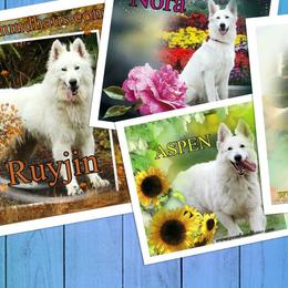 Berger Blanc Suisse and German Shepherd Puppies from Vom Hundhaus German Shepherds