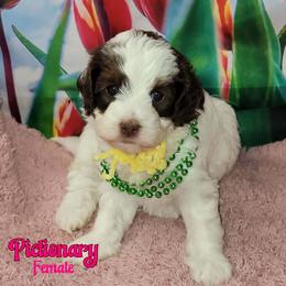 Pictionary Chocolate Parti - Tri-color female Australian Labradoodle puppy in Beecher, Illinois from Erica’s Doodles
