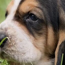 Basset Hounds from Brannon Bassets