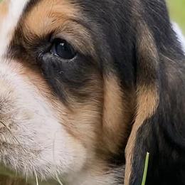 Basset Hounds from Brannon Bassets