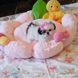 Susie Q- Purse Puppy - Gold and white female Shih Tzu puppy in Manteca, California from Beauty's Shih Tzu (California)