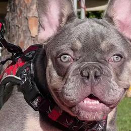 French Bulldogs from Too Rockin’ for You Farm and Kennels, LLC