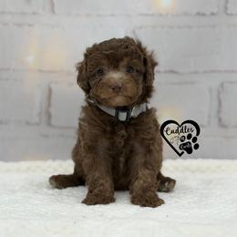 Tucker - Brown male Poodle puppy in Nashville, Arkansas from Cuddles n Curls