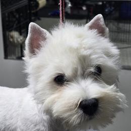 Puppy 1 - White male West Highland White Terrier puppy in Yorktown, Virginia from Dragon Shield Terriers
