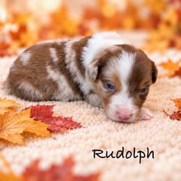 Rudolph - Red merle male Australian Shepherd puppy in Howardsville, Virginia from Spectacular Aussies and Cavaliers