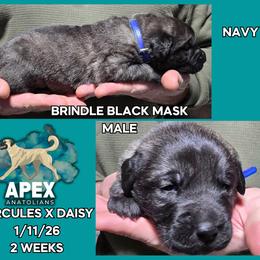 H.D Dark Blue Boy - Brindle male Anatolian Shepherd Dog puppy in Frenchtown, Montana from Apex Anatolians