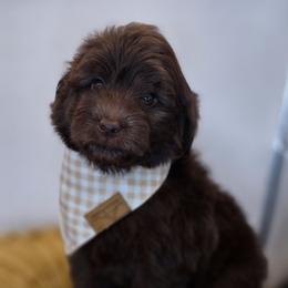 Marshmallow - Chocolate male Goldendoodle puppy in Decatur, Tennessee from Diamond's Doodles