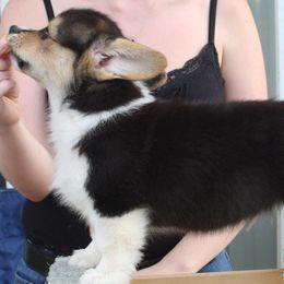 Cotons de Tulear and Pembroke Welsh Corgis from Kacia Kennels