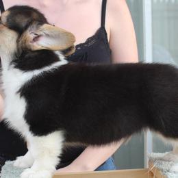 Cotons de Tulear and Pembroke Welsh Corgis from Kacia Kennels
