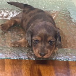 Laila - Dapple female Dachshund puppy in Lincolnwood, Illinois from Gulfishan Kennels