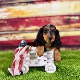 Wasabi - Dapple male Dachshund puppy in Westport, Kentucky from Lonestar Creek Farm