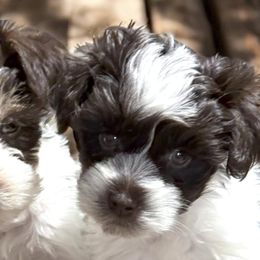 Goldendoodles and Miniature Schnauzers from Marvelous Mannered K9s of Texas