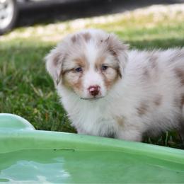 Buzz - Red merle male Australian Shepherd puppy in Kirksville, Missouri from BellSharps Australian Shepherds