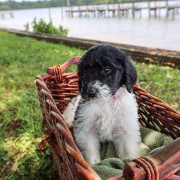 Princess - Parti female Goldendoodle puppy in Summerton, South Carolina from Lake Marion Kennels
