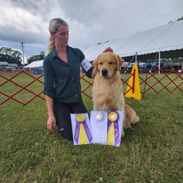 Golden Retriever Puppies from Sheaman Farm