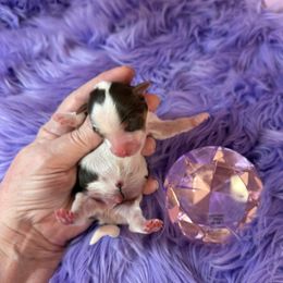 Yorkshire Terrier puppies from Exquisite Dancing Yorkie for Sale