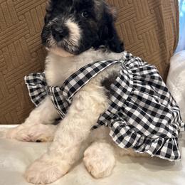 Star - Parti female Poodle puppy in Mobile, Alabama from Semmy’s Standard Poodle LLC