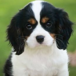 Cavalier King Charles Spaniel Puppies from Happily Ever After Cavaliers
