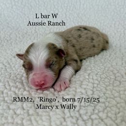 Ringo - Red merle male Miniature Australian Shepherd puppy in Midway, Texas from L Bar W Aussie Ranch