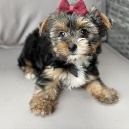 Avery - Black and tan female Yorkshire Terrier puppy in Hardin, Texas from Katrinas puppies