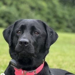 Labrador Retriever Puppies from Cary’s Buck Creek Retrievers