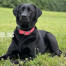 Labrador Retriever Puppies from Cary’s Buck Creek Retrievers