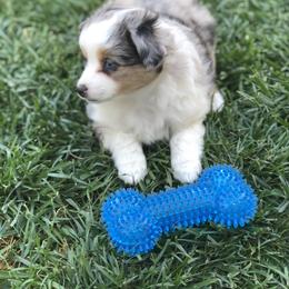 Miniature Australian Shepherd, Shih Tzu, and Toy Australian Shepherd Puppies from River Springs Aussies