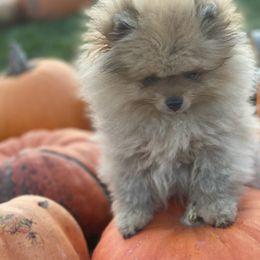 Pomeranian Puppies from Temple pomeranians