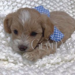 Benjamin - Apricot male Maltipoo puppy in Spring, Texas from GlamPaw Maltipoos