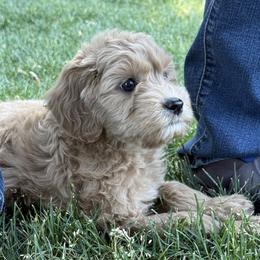 Clover - Apricot female Goldendoodle puppy in Clinton, Utah from Golden Law Kennels