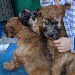 Soft Coated Wheaten Terriers from PitterPat