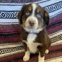 Dachshunds and Miniature Australian Shepherds from Homestead Doxies & Shepherds LLC