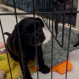 Male KB Black Yorkie - Black and gold male Yorkshire Terrier puppy in Des Moines, Iowa from Diamond Yorkshire Terriers