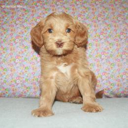 Lilac - Caramel female Australian Labradoodle puppy in Hackettstown, New Jersey from Sunny Heart Doodles