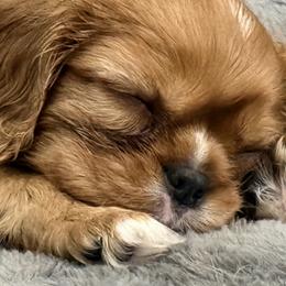 Girl 1 - female Cavalier King Charles Spaniel puppy in Newington, Connecticut from Puppies of Newington