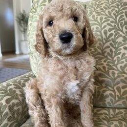 Goldendoodles from GAMMIE’S DOODLES