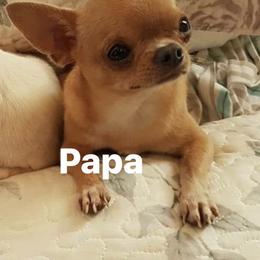 Paco - Chihuahua