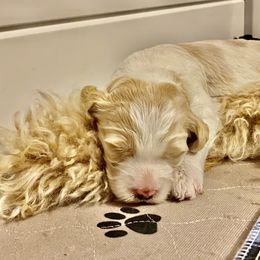 Double Doodle and Goldendoodle Puppies from Ohio Designer Doodles