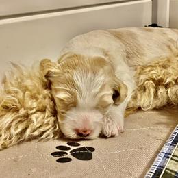 Double Doodle and Goldendoodle Puppies from Ohio Designer Doodles